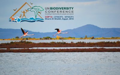 MIO-ECSDE showcases the nexus approach as a tool for safeguarding biodiversity at the UN Biodiversity Conference in Egypt