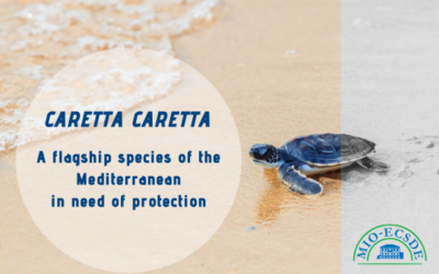 Bern Convention fully embraces MEDASSET’s complaints about important sea turtle habitats