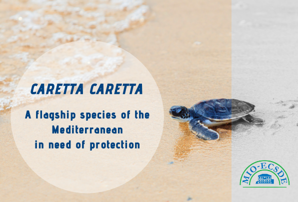 La Convention de Berne approuve pleinement les plaintes de MEDASSET concernant les habitats majeurs des tortues marines