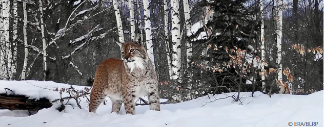 PPNEA denounces the decision of the Prosecutor’s Office in the case of the Balkan lynx