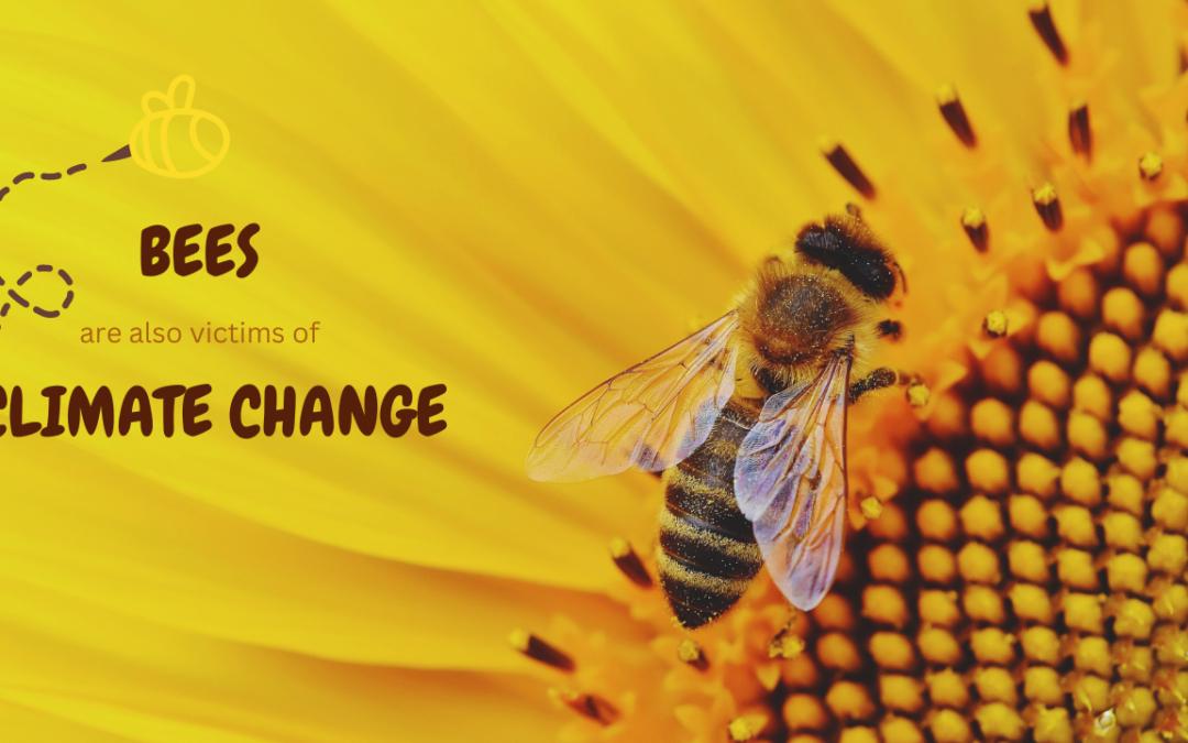 HEAD attire l’attention sur les répercussions du changement climatique sur les abeilles