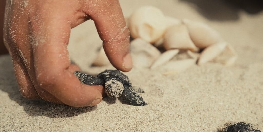 MEDASSET’s continuous efforts to safeguard sea turtles