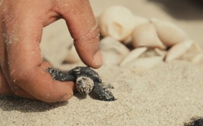 MEDASSET’s continuous efforts to safeguard sea turtles