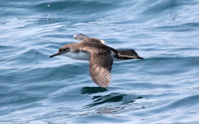 MEDASSET and HOS advance Marine Conservation in the Eastern Mediterranean