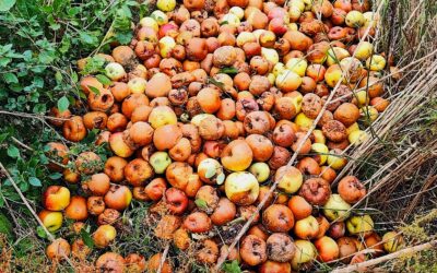 FOLOU Twinning Regions meet in Barcelona to boost food-loss prevention in primary production