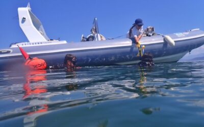 MIRAMAR conducts three-day sampling campaign in the Amvrakikos Gulf seagrass meadows